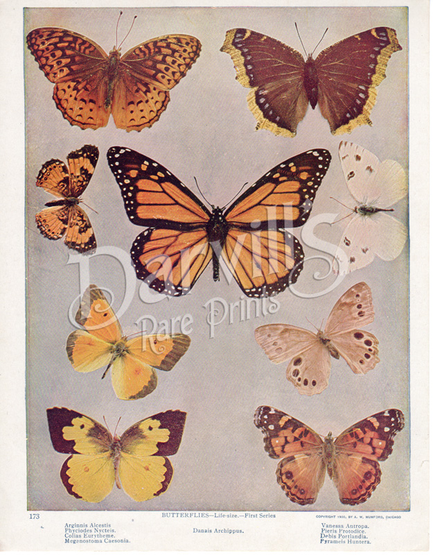 butterfly and moth prints from "Birds and All Nature Magazine" antique